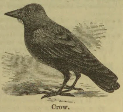 An engraved illustration of a crow standing on the ground, facing left.
