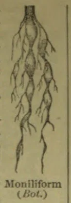 A botanical drawing of a branching, bead-like root.