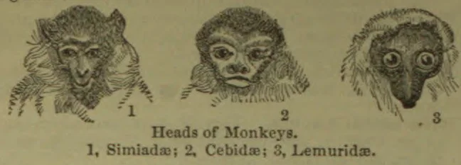 Three engraved monkey heads are shown side by side, numbered 1, 2, and 3.