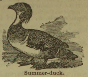 An engraving of a duck standing on the ground, with its head turned backward.