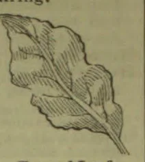 A single broad, irregularly lobed leaf with a prominent central vein.
