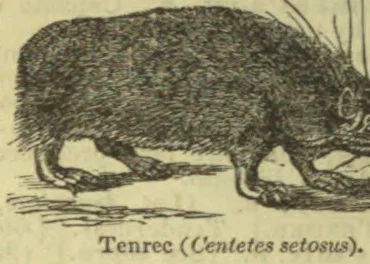 A tenrec with a bristly coat, shown in profile.