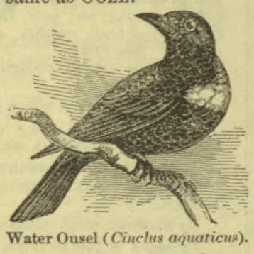 An illustration of a water ouzel perched on a branch.