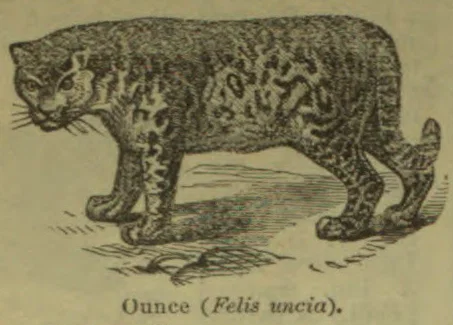A spotted ounce (snow leopard) walking.