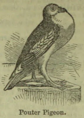 An engraved illustration of a pouter pigeon standing on a perch.