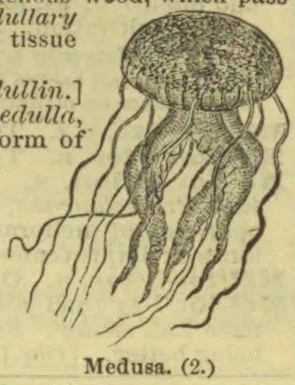 An illustration of a jellyfish with a rounded bell and long trailing tentacles.