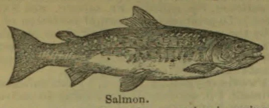 An engraved illustration of a salmon swimming to the right.