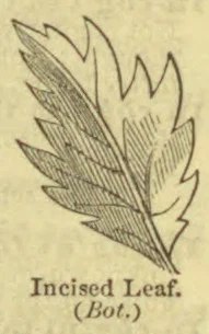 An engraved illustration of a deeply incised leaf with jagged lobes and shaded veins.