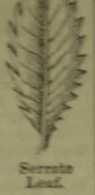 A narrow leaf with sharply toothed edges and a prominent central vein.