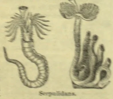 The illustration depicts two marine worms with feathery crowns and coiled or curved bodies.