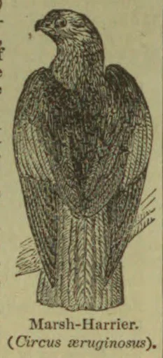 An engraved illustration of a marsh harrier shown standing with its wings folded.
