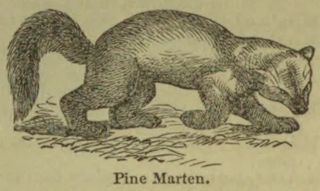 An engraved pine marten crouches on the ground with its bushy tail raised.