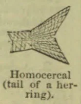 A diagram of a homocercal fish tail.