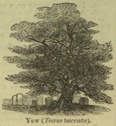 An engraving of a large yew tree with a few gravestones at its base.