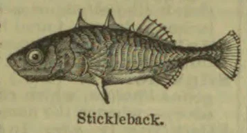 An engraved illustration of a stickleback fish.