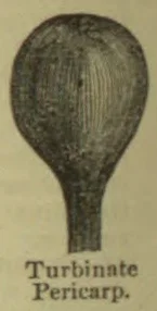 A drawing of a turbinate, pear-shaped pericarp.