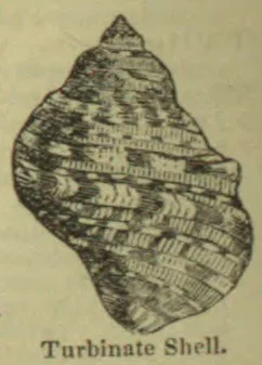 An engraved illustration of a turbinate shell.