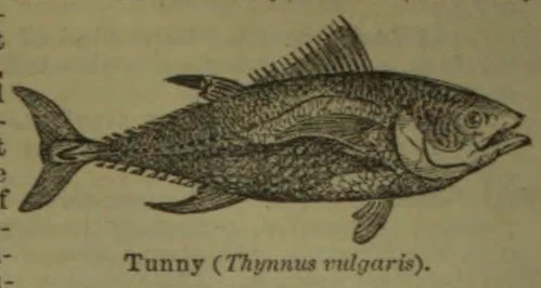 An engraved illustration of a tunny fish shown in profile.