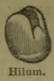 A rounded seed with a visible hilum, the scar where it was attached.