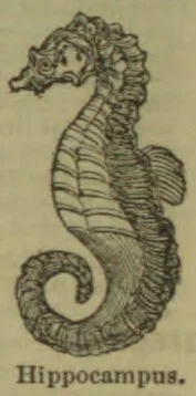 A seahorse is shown curled into a spiral.
