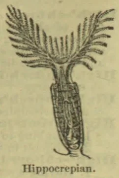 An engraving of a plant-like form with a fan of feathered branches rising from an elongated, patterned base.
