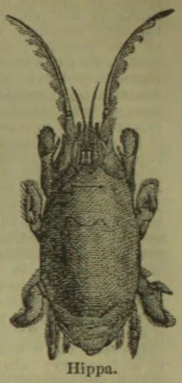 An engraved view of a Hippa, a small crustacean, shown from above.