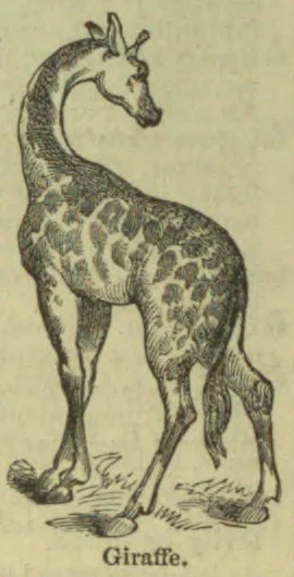 An engraved illustration of a giraffe standing in profile.