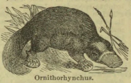 An engraved illustration of an ornithorhynchus, or platypus, standing beside water and reeds.