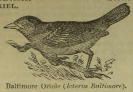 An engraved illustration of a Baltimore oriole perched on a branch.
