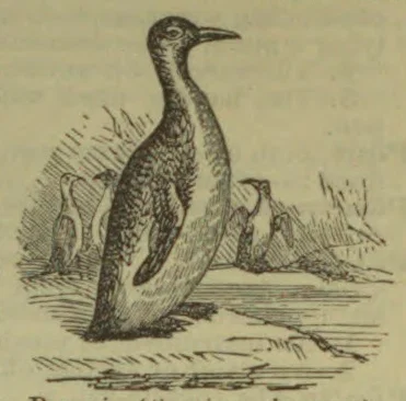 An engraving of a long-billed water bird standing among reeds at the edge of the water.