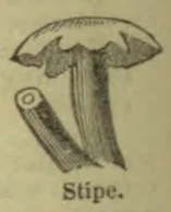 A botanical illustration of a mushroom showing its stalk and cap.