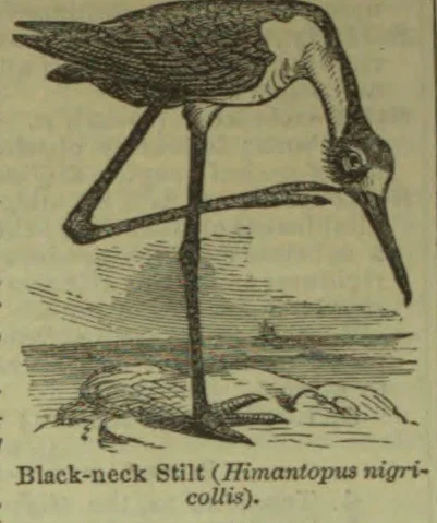 An illustration of a black-neck stilt with long legs and a long, slender bill, standing above another bird on the ground.