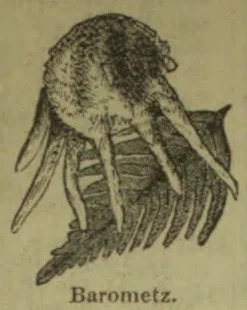 The illustration depicts the legendary vegetable lamb, a plant said to bear a lamb-shaped growth.