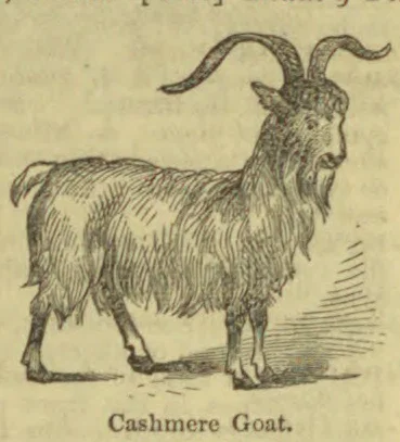 An engraved illustration of a long-haired goat with curved horns.