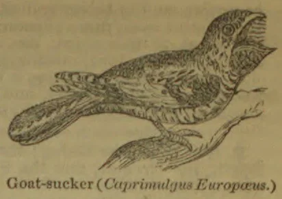 An illustration of a goat-sucker perched on a branch with its beak open.