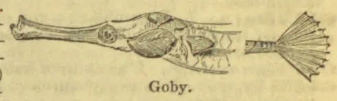 An engraved illustration of a goby fish shown in side view.