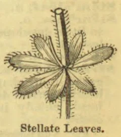 A botanical diagram of several elongated, bristled leaves radiating from a central point along a stem.