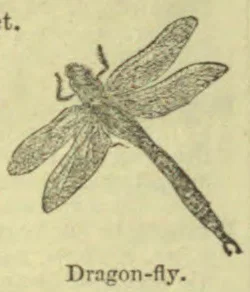 A dragonfly with four outstretched wings and a long, segmented body.