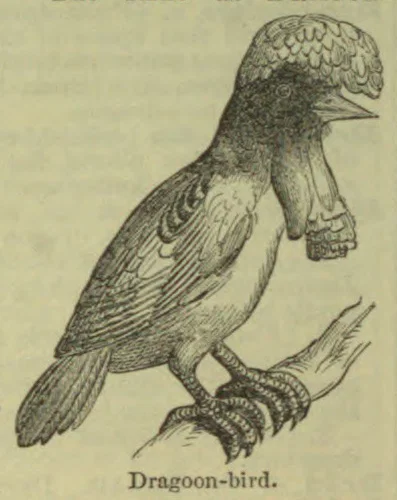 An engraved bird with a crested head and long tail perches on a branch.