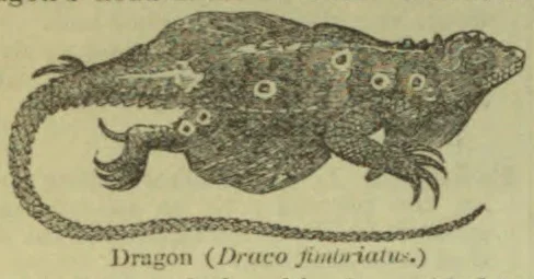 An illustration of a lizard with a long, curled tail and frilled limbs.