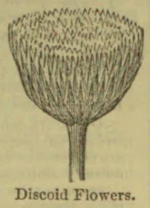 A botanical diagram of a cluster of discoid flowers atop a slender stem.