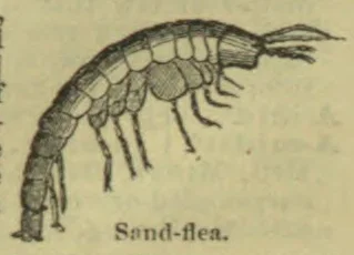 An engraved illustration of a sand flea viewed from the side.