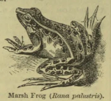An engraved illustration of a marsh frog sitting among reeds and vegetation.