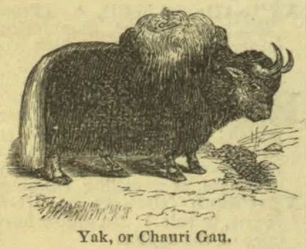 An illustration of a shaggy yak with large curved horns standing on rocky ground.