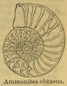 A coiled ammonite fossil shell is shown in cross-section.