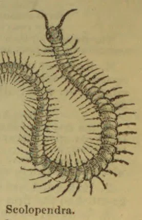 A long, segmented centipede with many pairs of legs curled into a loop.