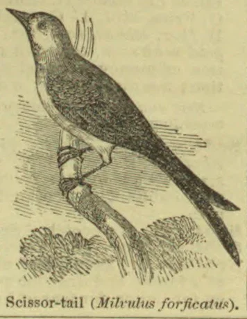 An engraved scissor-tail bird perched on a branch, its long forked tail extending behind it.