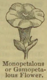 A botanical illustration of a monopetalous or gamopetalous flower, showing its petals, stem, and leaves.