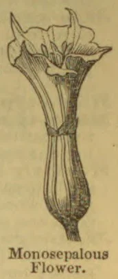 A botanical drawing of a flower with a single, fused sepal enclosing its base.