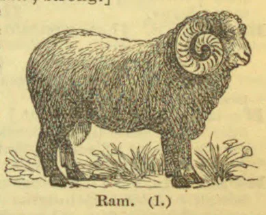 An engraved ram with large curled horns stands on a patch of grass.